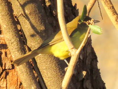 Chlorocichla flaviventris flaviventris