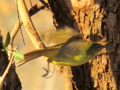 Chlorocichla flaviventris flaviventris