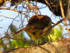 Chlorocichla flaviventris flaviventris