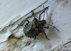 Pentatoma rufipes