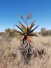 Aloe marlothii
