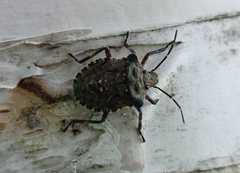 Pentatoma rufipes
