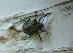 Pentatoma rufipes