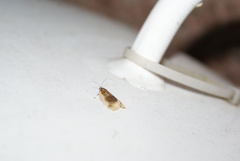 Clepsis melaleucanus