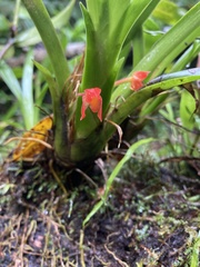 Maxillaria coccinea