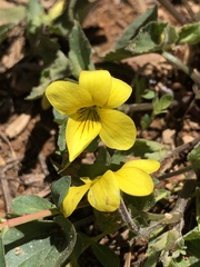 Viola lobata integrifolia