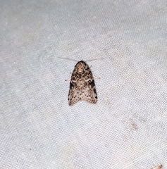 Characoma metalophota