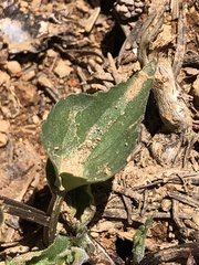 Viola lobata integrifolia