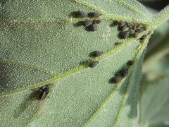 Aphis