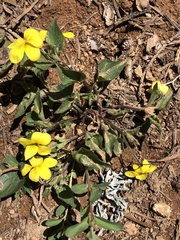 Viola lobata integrifolia