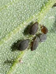 Aphis