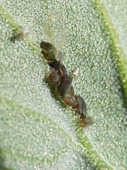 Aphis