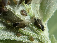 Aphis