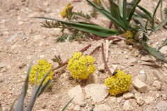 Lomatium minimum