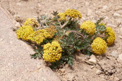 Lomatium minimum