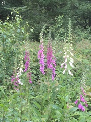 Digitalis purpurea