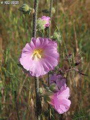 Alcea setosa