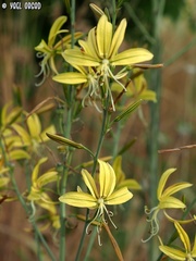 Asphodeline brevicaulis