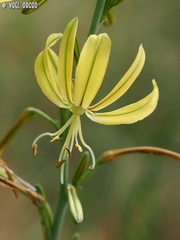 Asphodeline brevicaulis