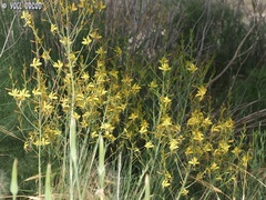 Asphodeline brevicaulis
