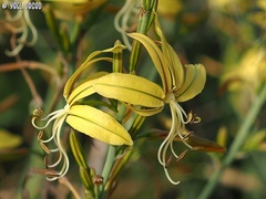 Asphodeline brevicaulis