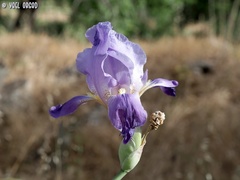 Iris mesopotamica