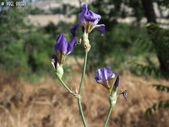 Iris mesopotamica