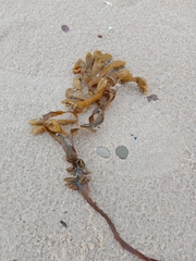 Fucus vesiculosus