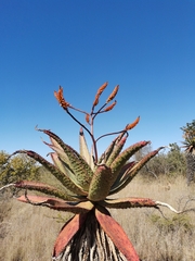 Aloe marlothii