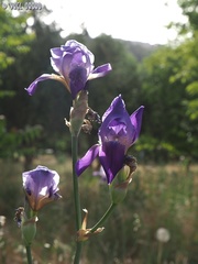 Iris mesopotamica