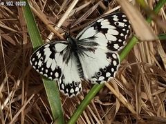 Melanargia titea