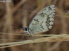 Melanargia titea