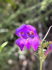 Penstemon heterophyllus australis