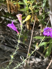 Penstemon heterophyllus australis