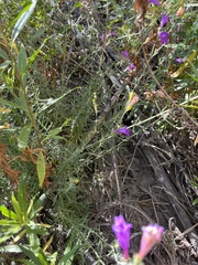 Penstemon heterophyllus australis