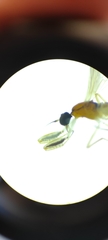Phyllodromia melanocephala
