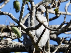 Accipiter badius polyzonoides