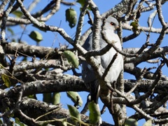 Accipiter badius polyzonoides