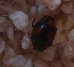 Nephus quadrimaculatus