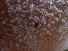 Nephus quadrimaculatus