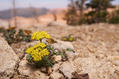 Lomatium minimum