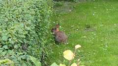 Oryctolagus cuniculus