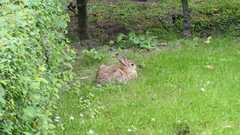 Oryctolagus cuniculus