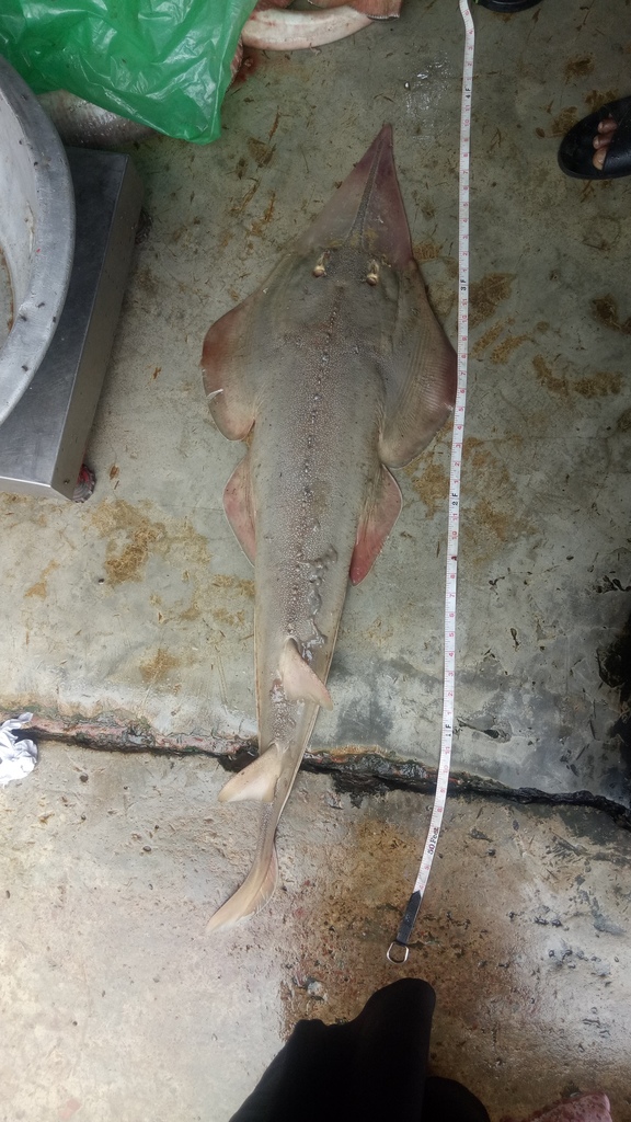 Bangladeshi Guitarfish