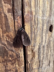 Dysschema leucophaea