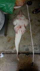 Glaucostegus younholeei