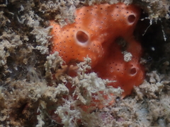 Didemnum pseudofulgens