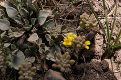 Physaria chambersii