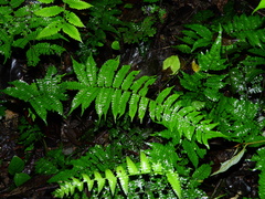 Goniopteris gemmulifera