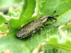Lixus filiformis